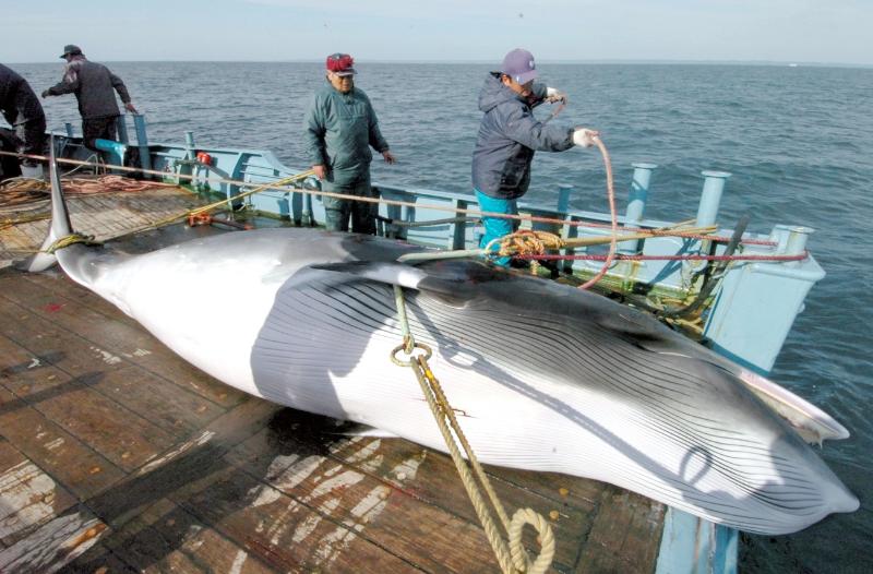 続・調査捕鯨禁止判決で見えた日本の国際オンチぶり～これからどうすべきか