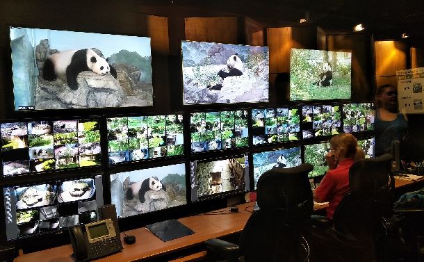 パンダと中国外交～愛らしい“大使”の変容（上） - 吉岡桂子｜論