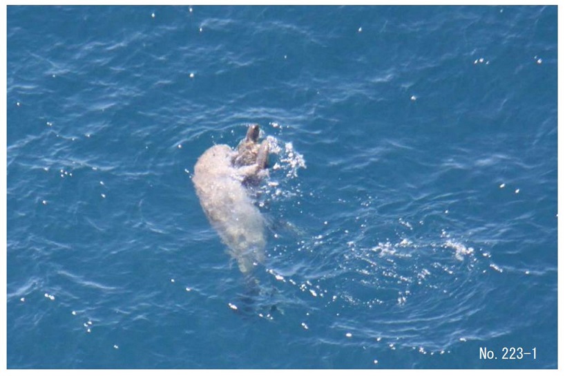 極秘映像！辺野古を泳ぐジュゴン、海ガメを連れて - 島袋夏子｜論座