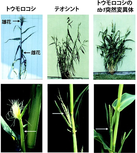 トウモロコシから見えて来た 栽培化症候群 鳥居啓子 論座 朝日新聞社の言論サイト