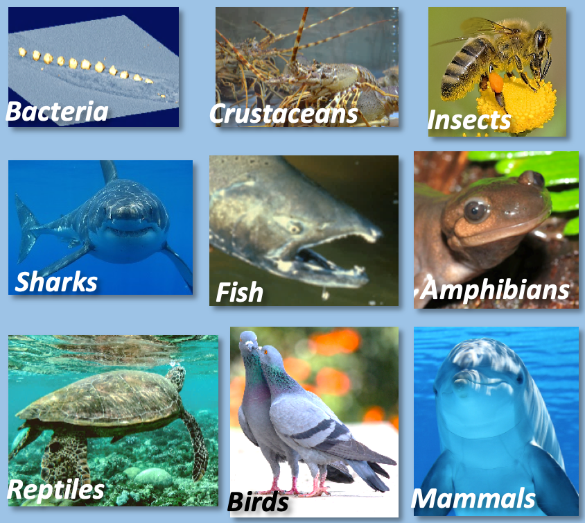 発見 ヒトにも地磁気を感じる力があった 下條信輔 論座 朝日新聞社の言論サイト