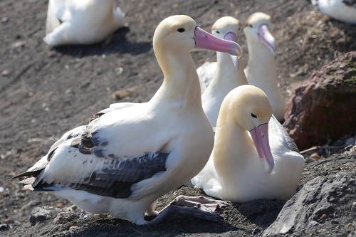 アホウドリ ならぬ オキノタユウ との42年 拡大写真 米山正寛 論座 朝日新聞社の言論サイト