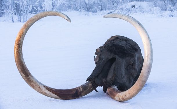 永久凍土から現れたマンモスや同時代の動物たち 米山正寛 論座 朝日新聞社の言論サイト