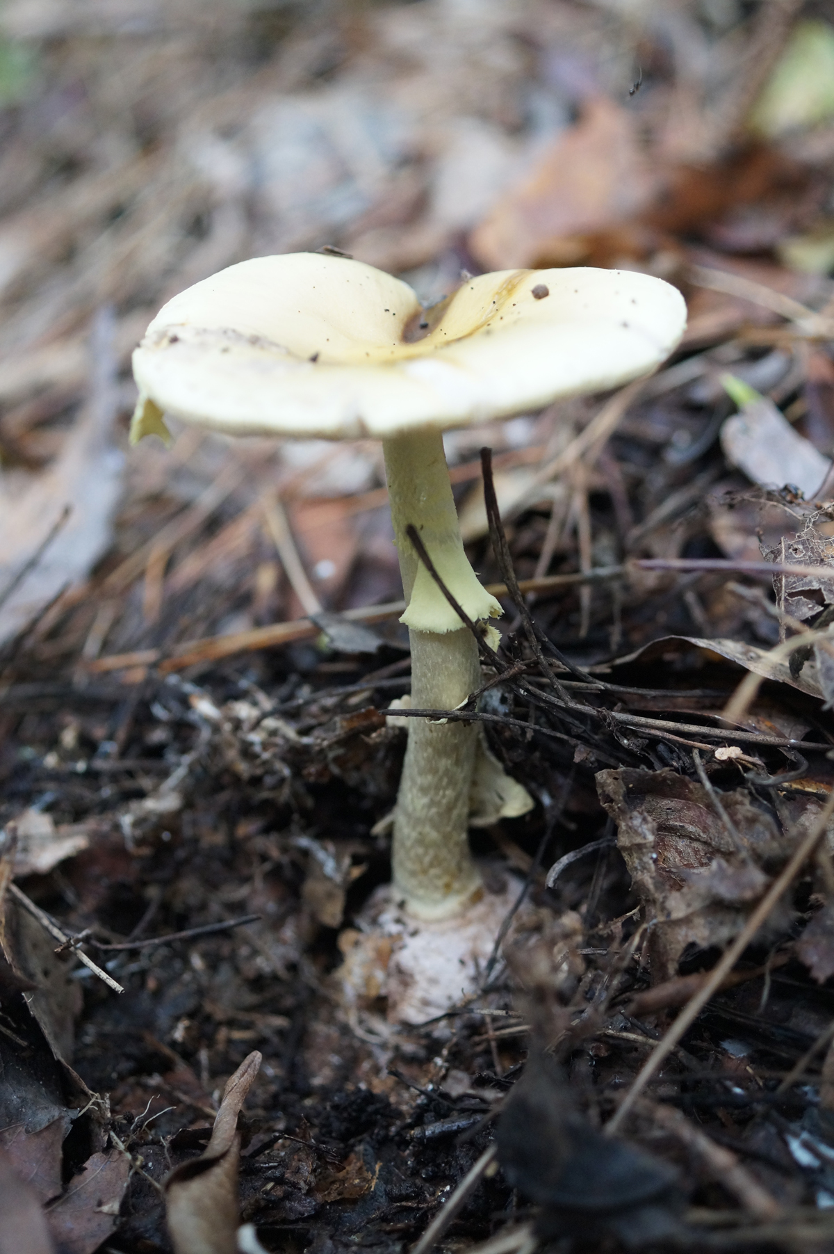 毒きのこに生まれてきたあたしのこと。 - 堀博美｜論座アーカイブ