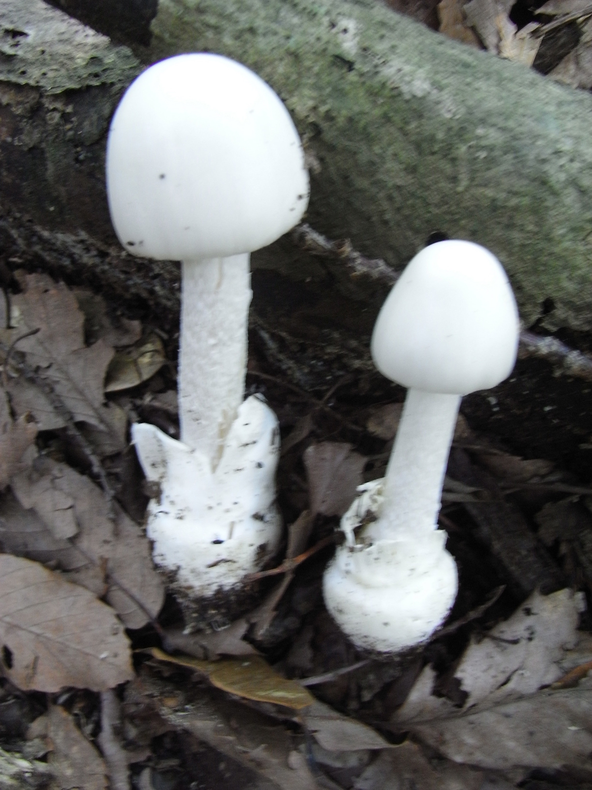 どくきのこ 毒きのこに生まれてきたあたしのこと。 - 堀博美｜論座アーカイブ