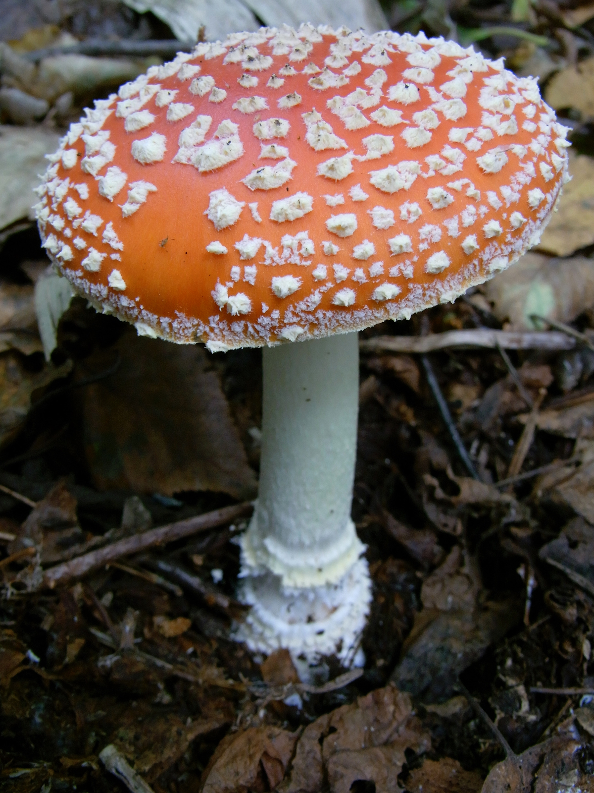 毒きのこに生まれてきたあたしのこと。 - 堀博美｜論座アーカイブ