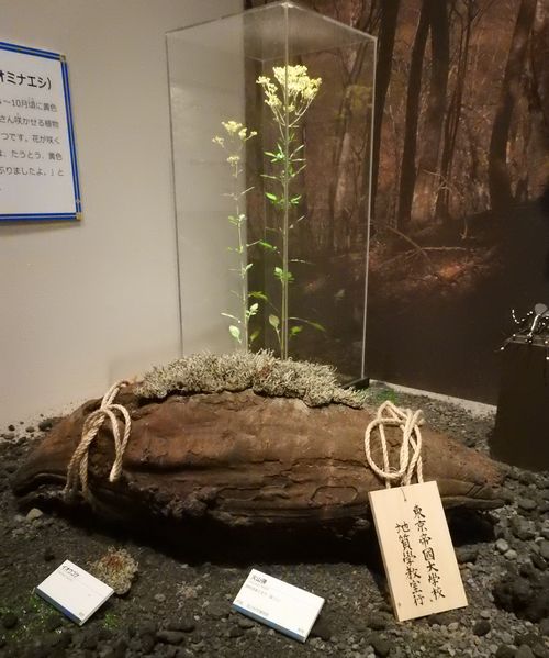 サイエンティストとしての宮沢賢治 - 米山正寛｜論座アーカイブ