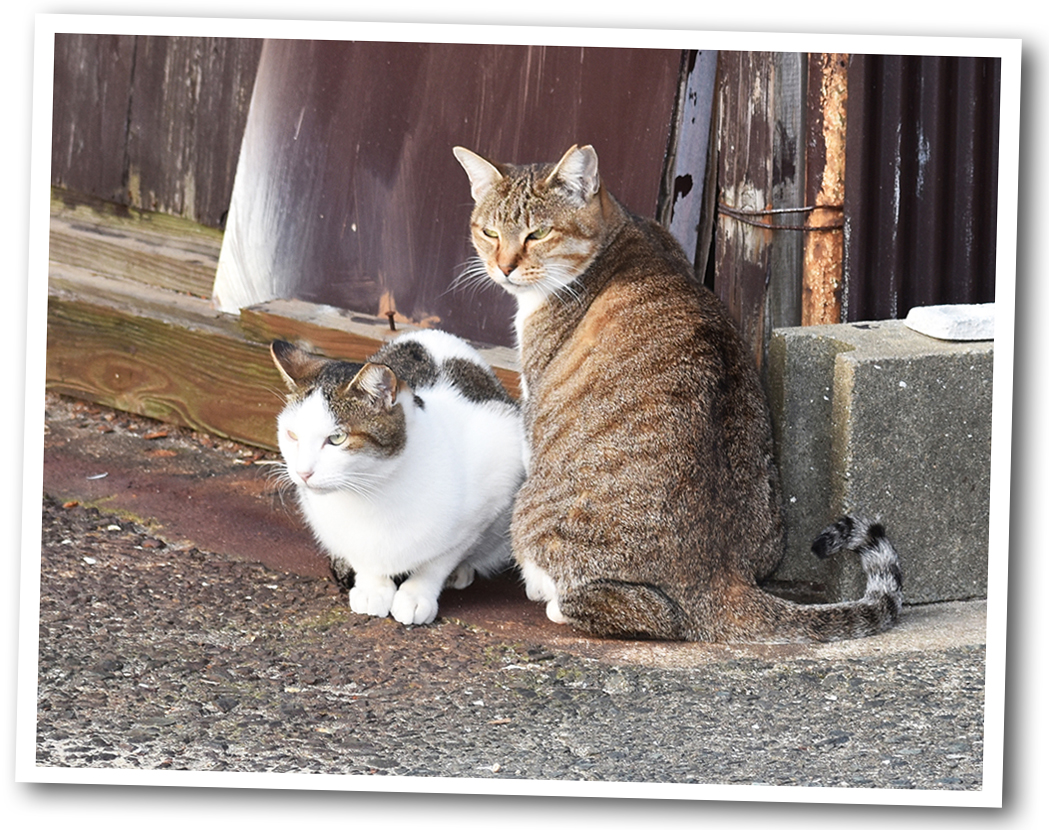 身寄りなきネコが問いかける 動物愛護法の矛盾と欠陥 諸坂佐利 論座 朝日新聞社の言論サイト