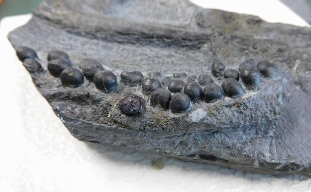 タピオカみたいな丸い歯が並ぶ　そんな中生代化石の正体は何？