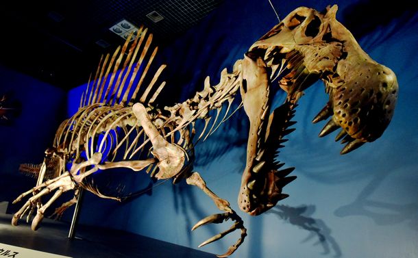 泳ぎは得意だった!? 肉食恐竜スピノサウルス - 米山正寛|論座アーカイブ