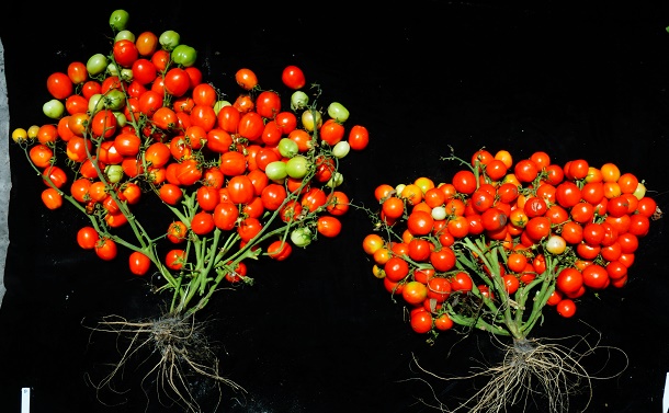 ゲノム編集で野生種を一気に作物に～トマトから見えてきた未来の農業