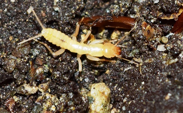 虫から拡がる生命宇宙――地球環境の未来を虫に聞く？