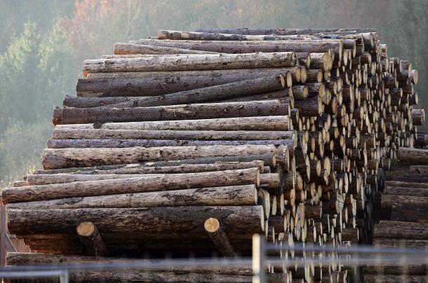 国産材生産増加が山を裸にする〜日本林業の深刻な課題