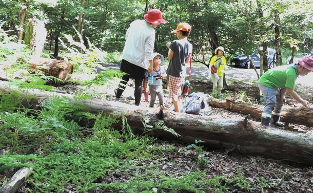 ヒカゲノカズラ科 タチカズラ フレッシュ(里山採取) いとおしい