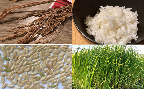 「昔品種」の再興で日本の米食をアップグレードする