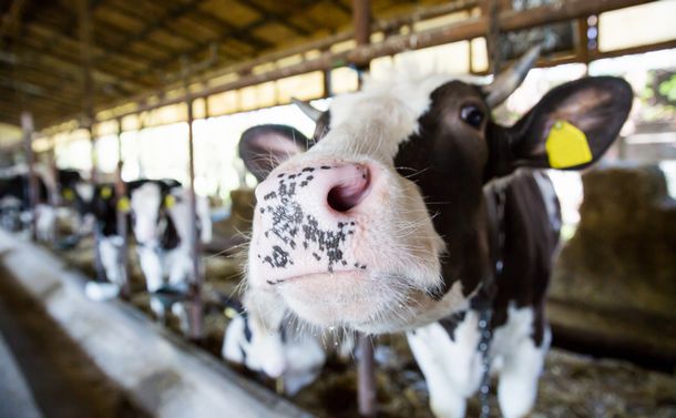 ある酪農従事者の告発～この国で乳牛はどう扱われているのか